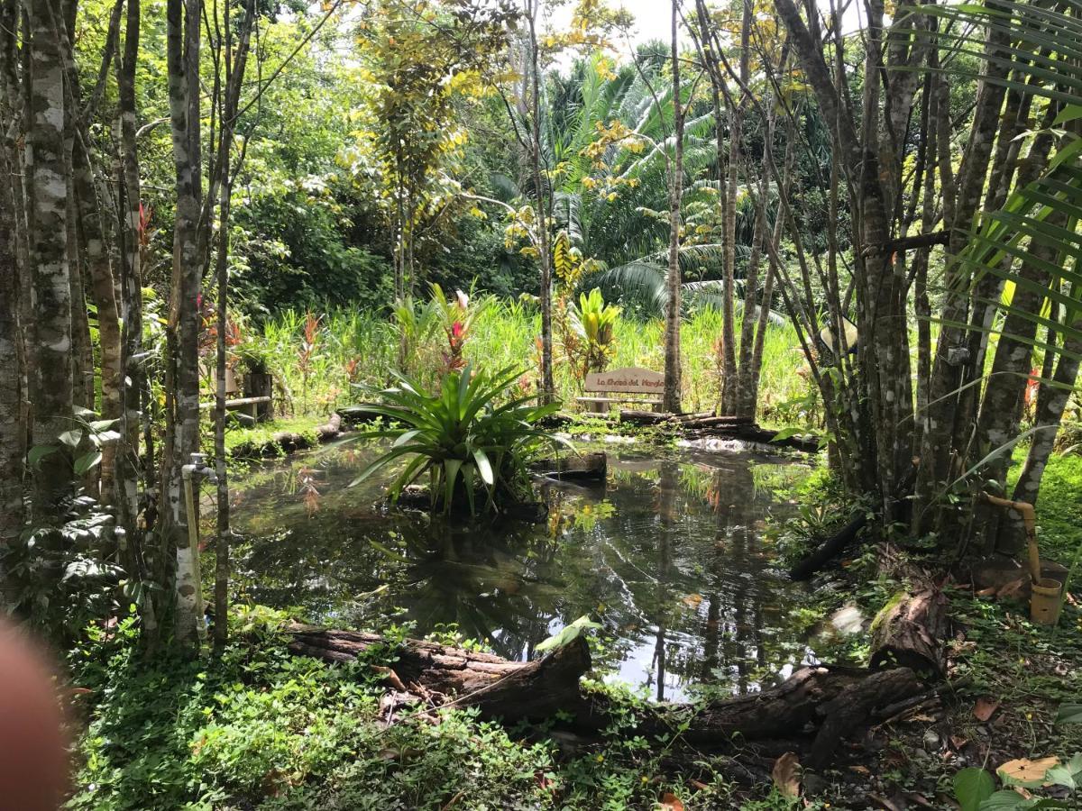 Chosa Manglar Nature Suites Puerto Jimenez Luaran gambar